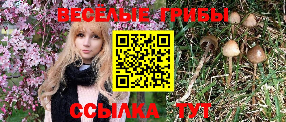 Галлюциногенные грибы Psilocybine cubensis  Псилоцибиновые грибы прущие грибы  Вход с VPN  Лесосибирск 